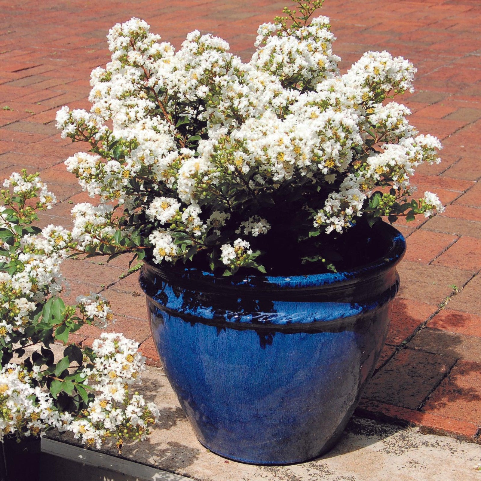 Lagerstroemia 'PIILAG-I' PP#23,168 ~ Diamond Dazzle™ Dwarf Crape Myrtle-ServeScape