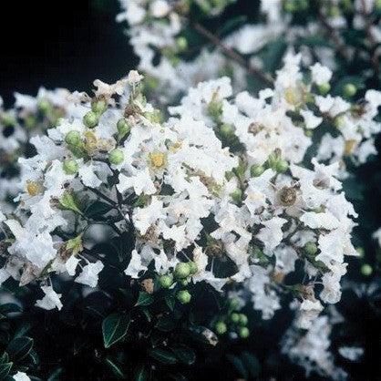 Lagerstroemia 'PIILAG-I' PP#23,168 ~ Diamond Dazzle™ Dwarf Crape Myrtle-ServeScape