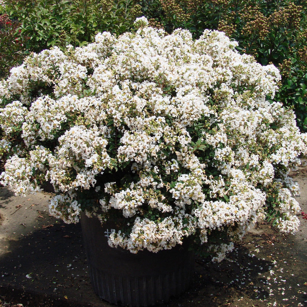 Lagerstroemia 'PIILAG-I' PP#23,168 ~ Diamond Dazzle™ Dwarf Crape Myrtle-ServeScape