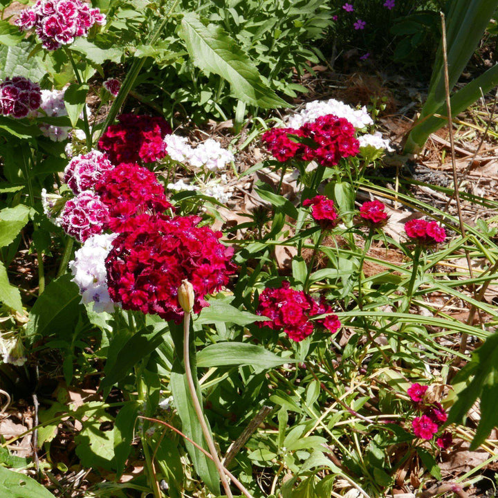 Dianthus 'Devon Xera' ~ Firestar Dianthus, Cheddar Pinks-ServeScape