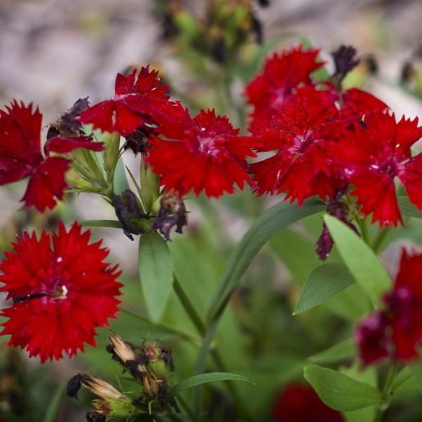 Dianthus 'Devon Xera' ~ Firestar Dianthus, Cheddar Pinks-ServeScape