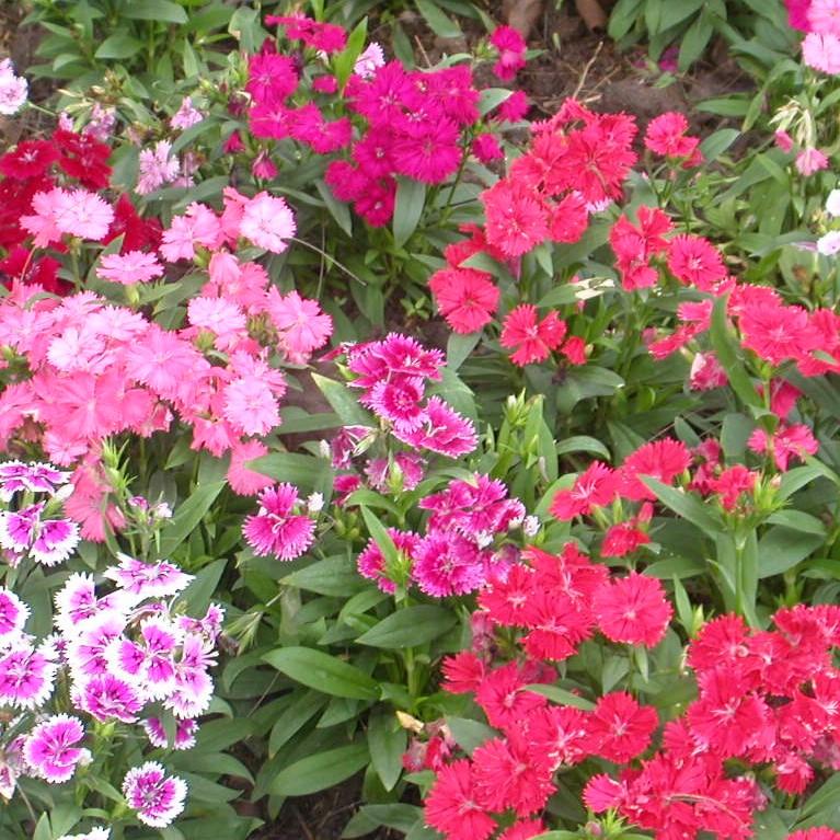 Copy of Dianthus 'Ideal Select Mix' ~ Ideal Select™ Mix Dianthus-ServeScape