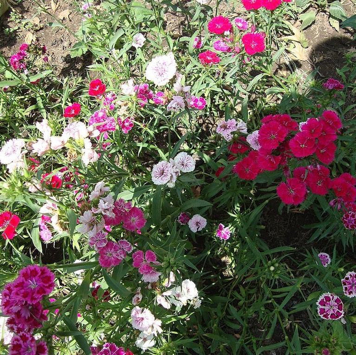 Copy of Dianthus 'Ideal Select Mix' ~ Ideal Select™ Mix Dianthus-ServeScape