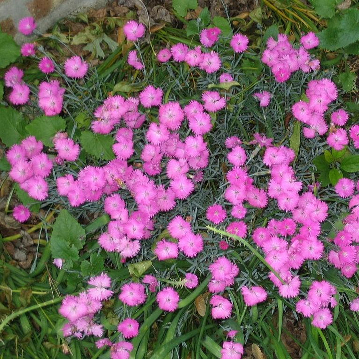 Dianthus 'Kahori' ~ Kahori Dianthus, Carnation-ServeScape