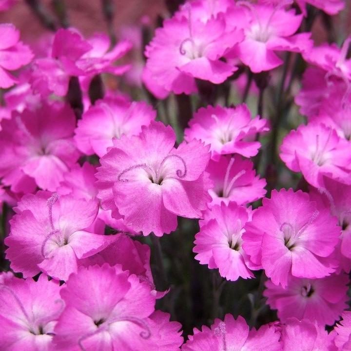 Dianthus 'Kahori' ~ Kahori Dianthus, Carnation-ServeScape