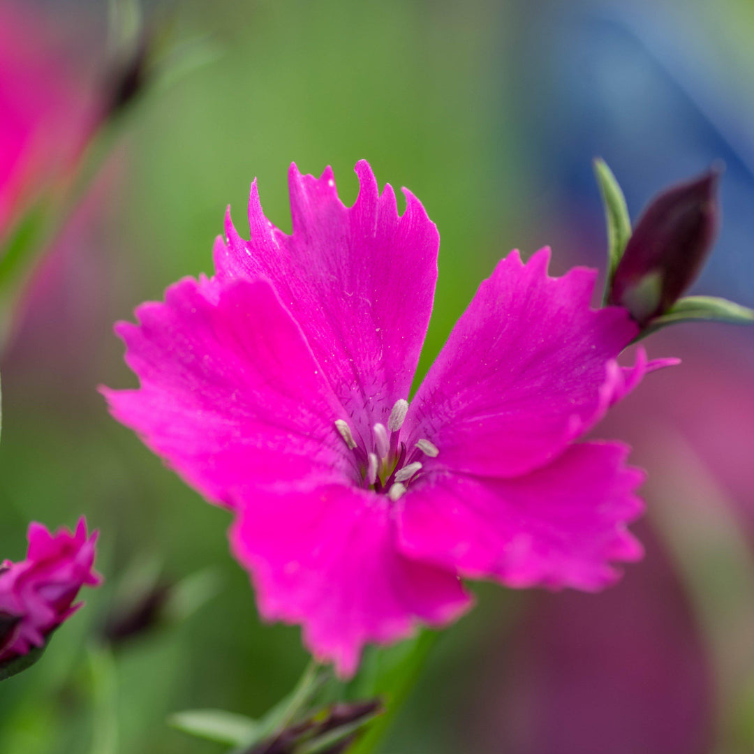 Dianthus 'Kahori' ~ Kahori Dianthus, Carnation-ServeScape
