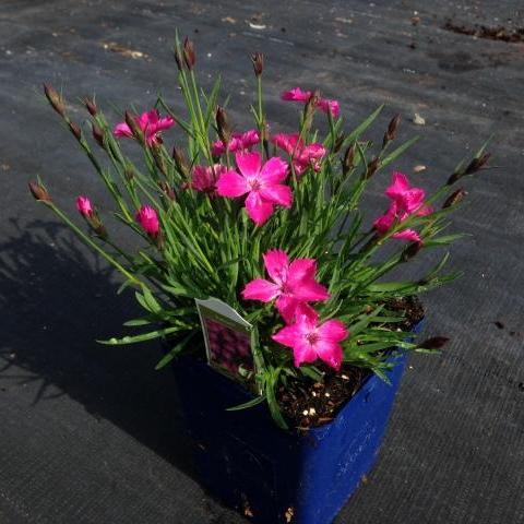 Dianthus 'Kahori' ~ Kahori Dianthus, Carnation-ServeScape