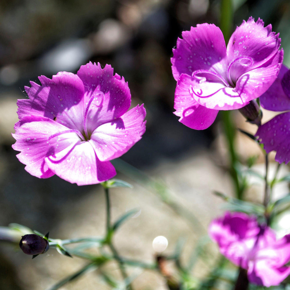 Dianthus 'Kahori' ~ Kahori Dianthus, Carnation - Delivered By ServeScape