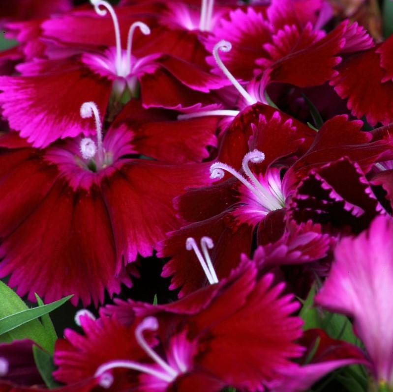 Dianthus 'PAS96815'' ~ Ideal Select™ Violet Dianthus-ServeScape