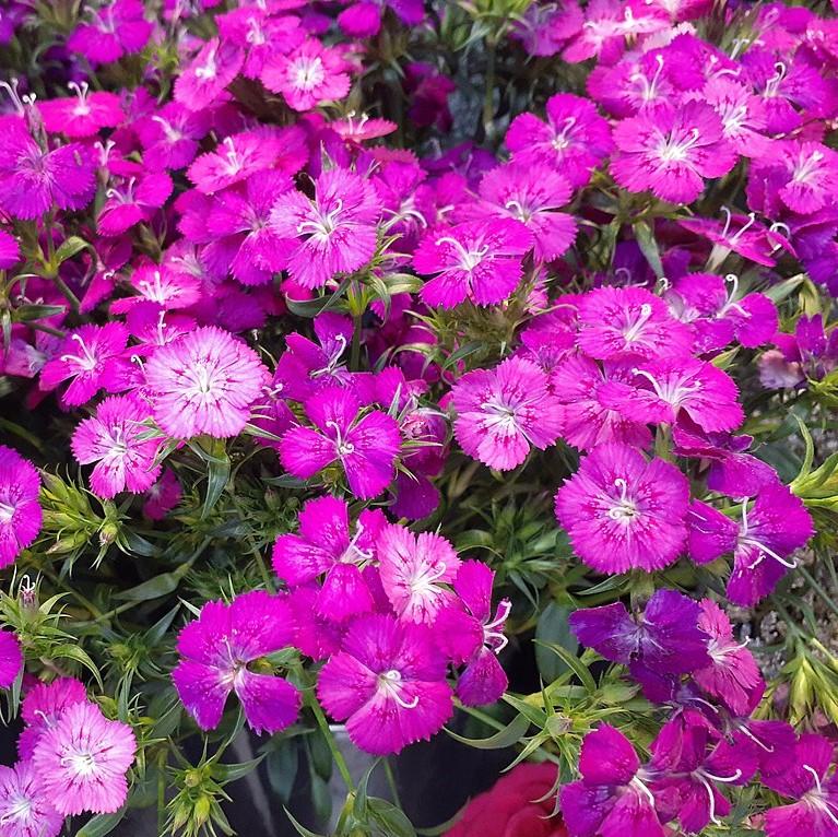 Dianthus 'PAS96815'' ~ Ideal Select™ Violet Dianthus-ServeScape