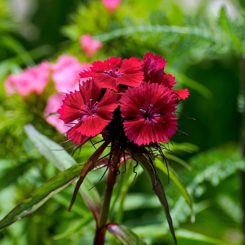 Dianthus 'Wp18 Pie165' ~ American Pie™ Cherry Pie Dianthus - Delivered By ServeScape