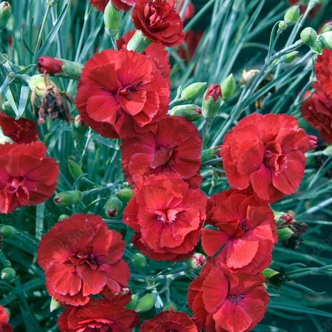 Dianthus 'Wp18 Pie165' ~ American Pie™ Cherry Pie Dianthus-ServeScape