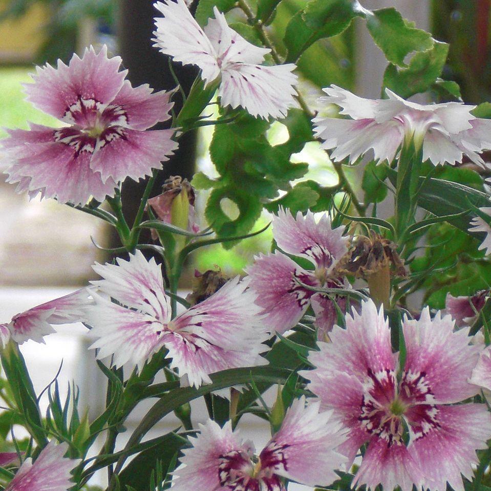 Dianthus gratianopolitanus 'Bedazzled' ~ Bedazzled Dianthus, Cheddar Pink