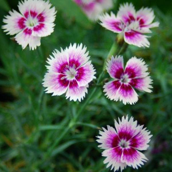 Dianthus gratianopolitanus 'Bedazzled' ~ Bedazzled Dianthus, Cheddar Pink