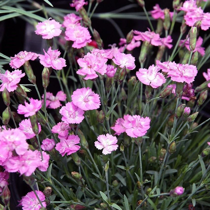 Dianthus gratianopolitanus 'Tiny Rubies' ~ Tiny Rubies Dianthus, Cheddar Pinks-ServeScape