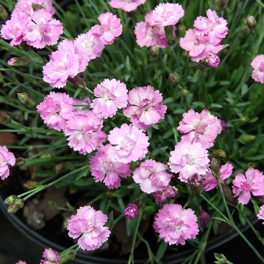 Dianthus gratianopolitanus 'Tiny Rubies' ~ Tiny Rubies Dianthus, Cheddar Pinks-ServeScape