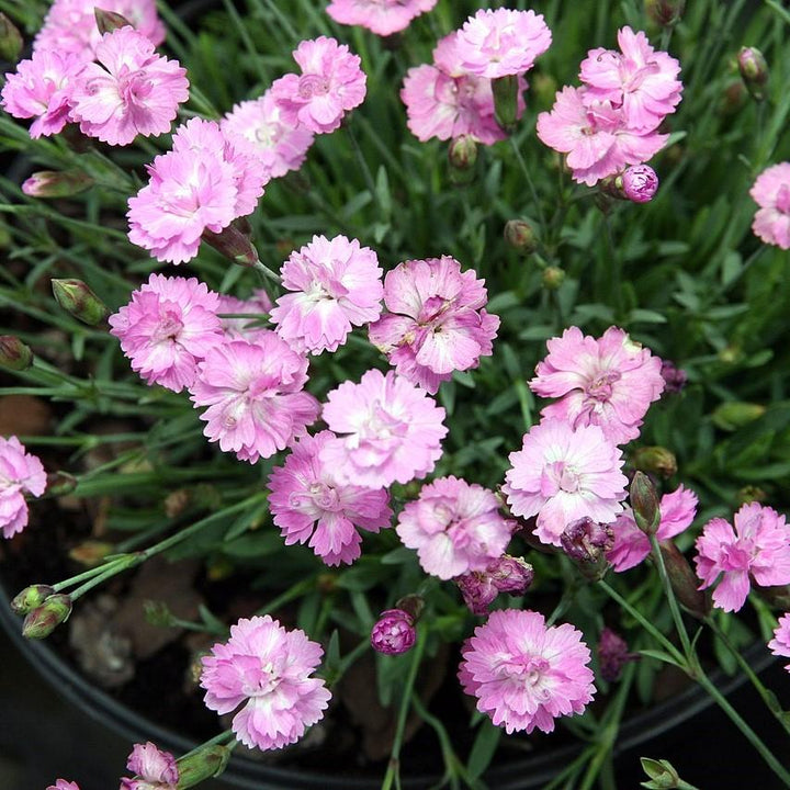 Dianthus gratianopolitanus 'Tiny Rubies' ~ Tiny Rubies Dianthus, Cheddar Pinks-ServeScape