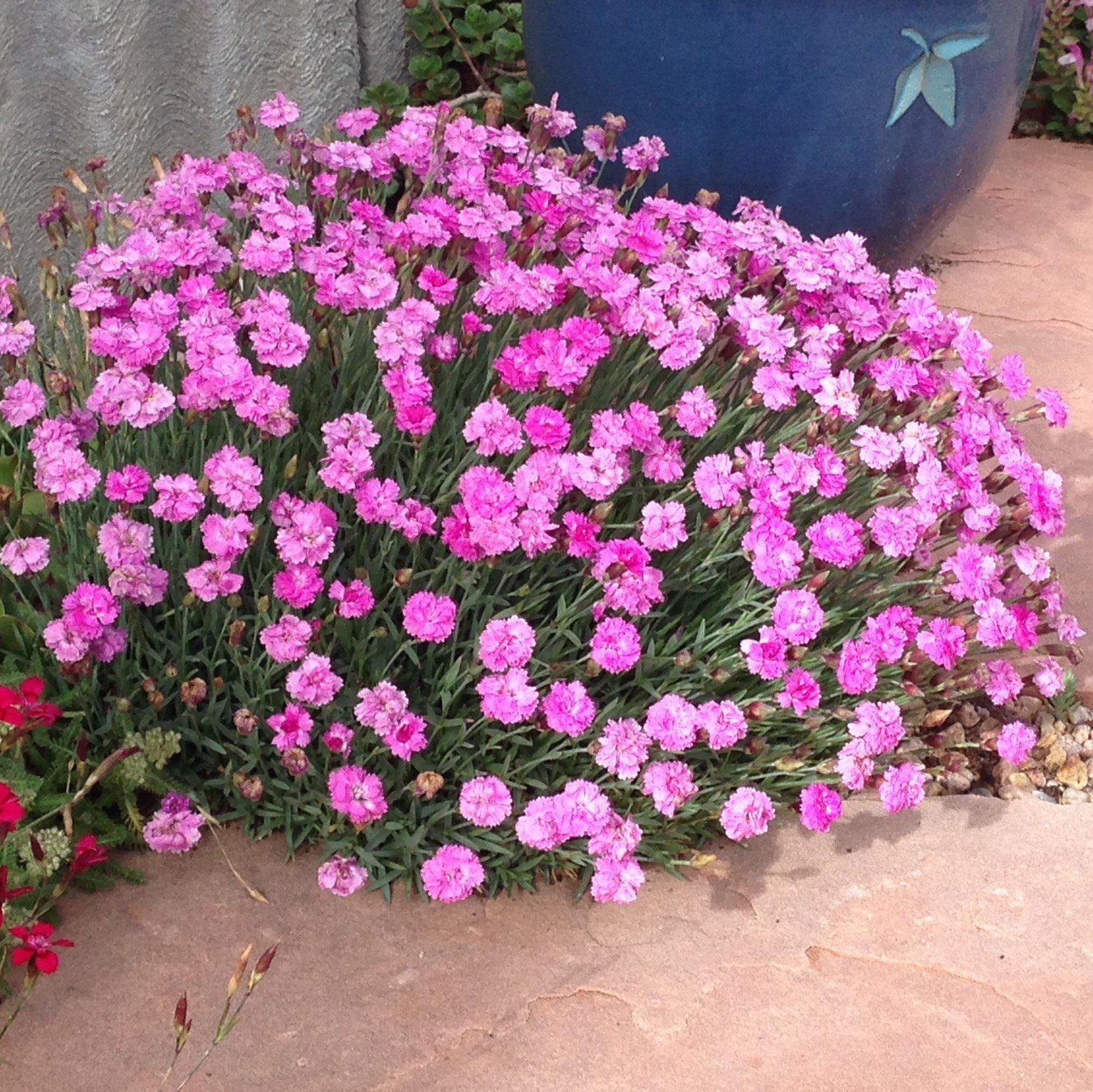 Dianthus gratianopolitanus 'Tiny Rubies' ~ Tiny Rubies Dianthus, Cheddar Pinks-ServeScape