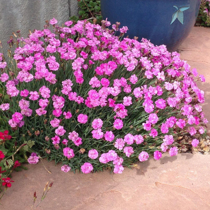 Dianthus gratianopolitanus 'Tiny Rubies' ~ Tiny Rubies Dianthus, Cheddar Pinks-ServeScape