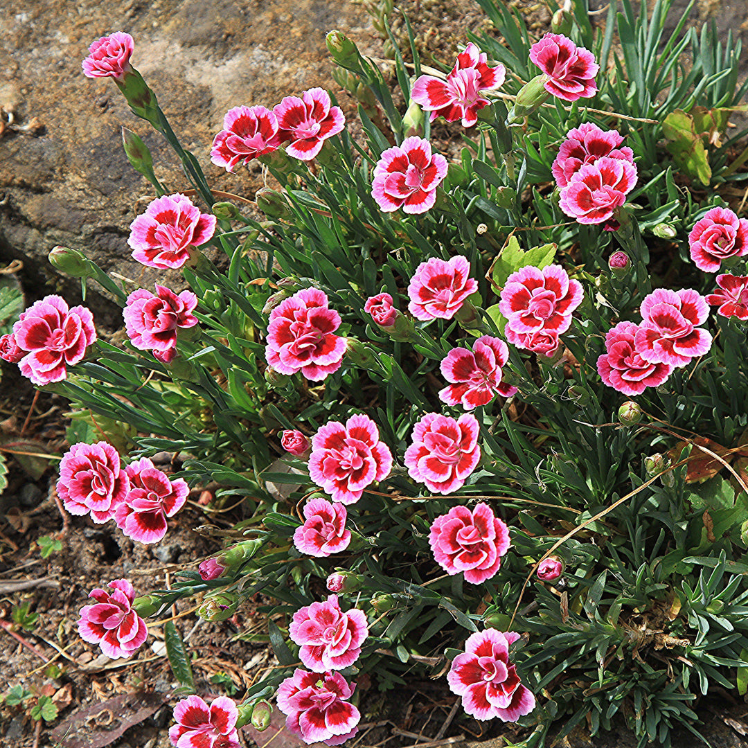 Dianthus plumaris 'Delilah Bicolor Purple' ~ Delilah™ Bicolor Purple Dianthus-ServeScape