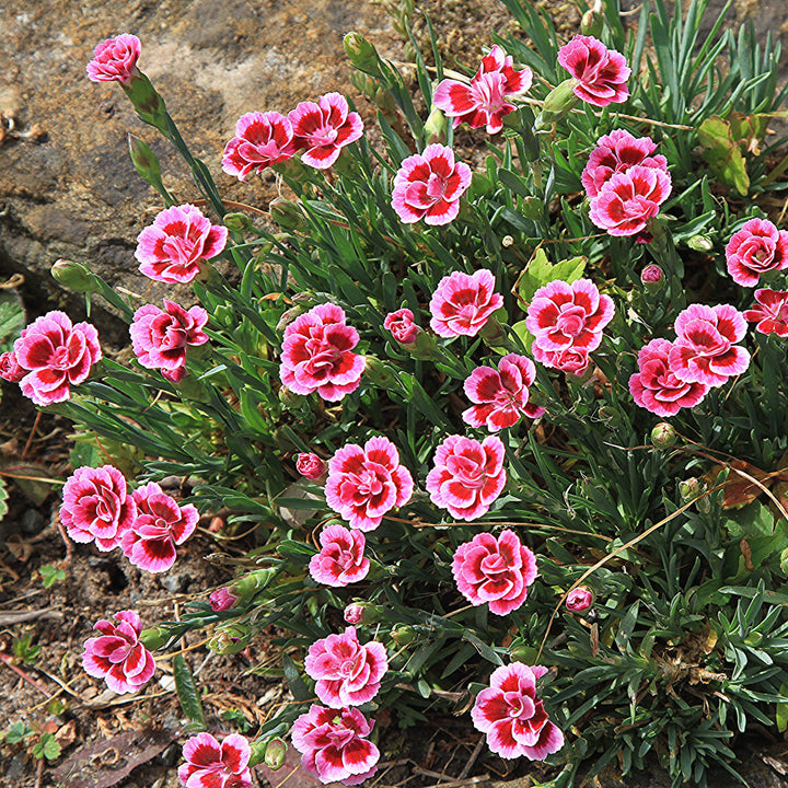 Dianthus plumaris 'Delilah Bicolor Purple' ~ Delilah™ Bicolor Purple Dianthus-ServeScape