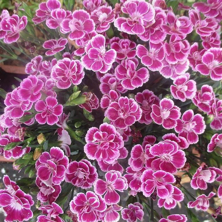 Dianthus plumaris 'Delilah Bicolor Purple' ~ Delilah™ Bicolor Purple Dianthus-ServeScape