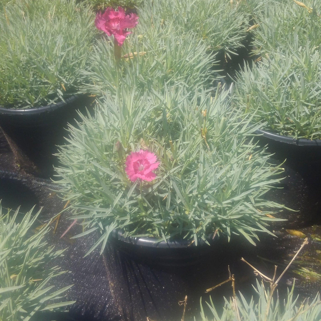 Dianthus plumarius 'Itsaul Pink'  ~ ItsSaul Pink Dianthus - Delivered By ServeScape
