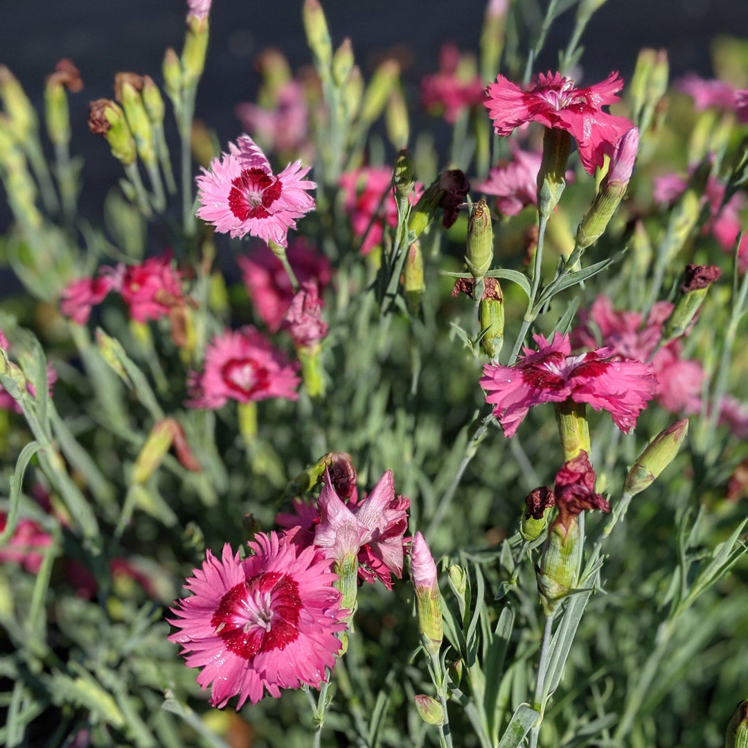 Dianthus plumarius 'Itsaul Pink' ~ ItsSaul Pink Dianthus-ServeScape