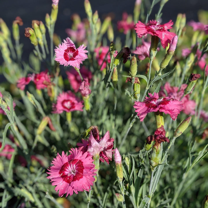 Dianthus plumarius 'Itsaul Pink' ~ ItsSaul Pink Dianthus-ServeScape