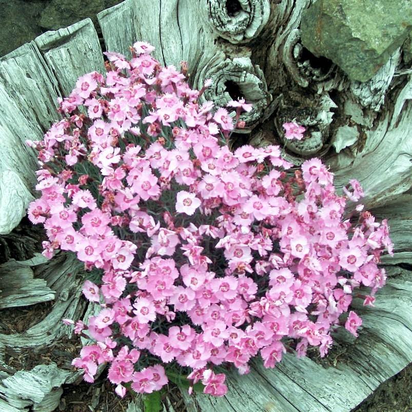 Dianthus x 'KLEDG10117' ~ EverLast™ Lavender+Eye Dianthus-ServeScape