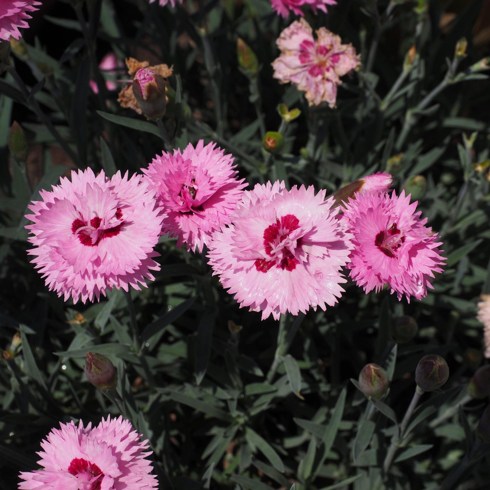 Dianthus x 'KLEDG10117' ~ EverLast™ Lavender+Eye Dianthus - Delivered By ServeScape