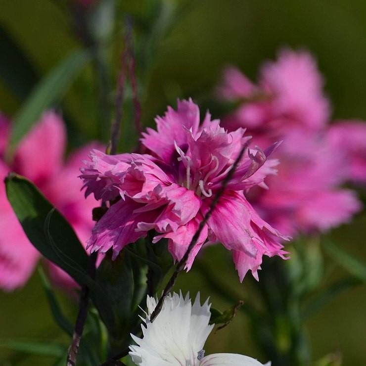Dianthus x 'KLEDG10118' ~ EverLast™ Lilac + Eye Dianthus-ServeScape