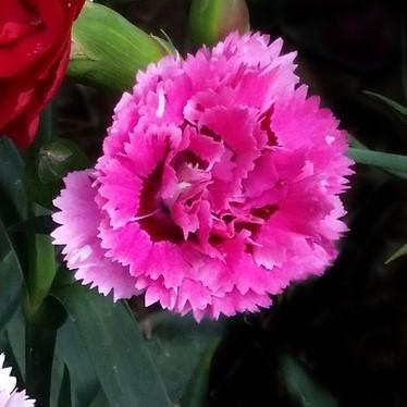 Dianthus x 'KLEDG10118' ~ EverLast™ Lilac + Eye Dianthus - Delivered By ServeScape
