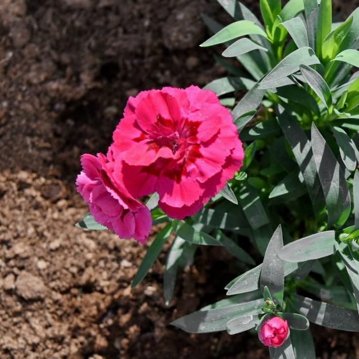 Dianthus x 'KLEDG10119' ~ EverLast™ Orchid Dianthus-ServeScape