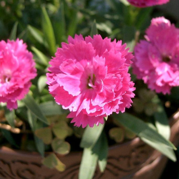 Dianthus x 'KLEDG10119' ~ EverLast™ Orchid Dianthus - Delivered By ServeScape