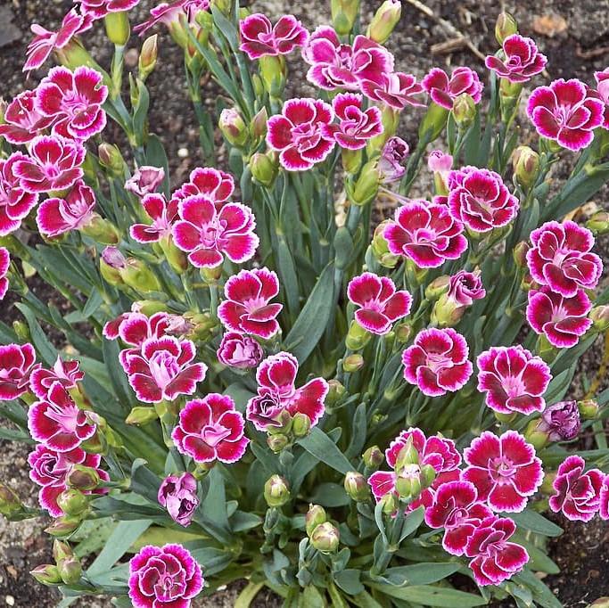 Dianthus x 'KLEDG11143 ~ EverLast™ Burgundy Blush Dianthus-ServeScape