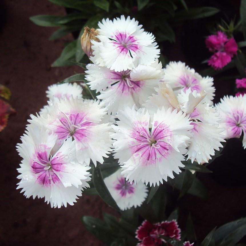 Dianthus x 'KLEDG14174' ~ EverLast™ White+Eye Dianthus-ServeScape