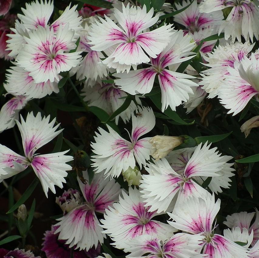 Dianthus x 'KLEDG14174' ~ EverLast™ White+Eye Dianthus-ServeScape