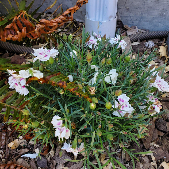 Dianthus x 'KLEDG14174' ~ EverLast™ White+Eye Dianthus-ServeScape
