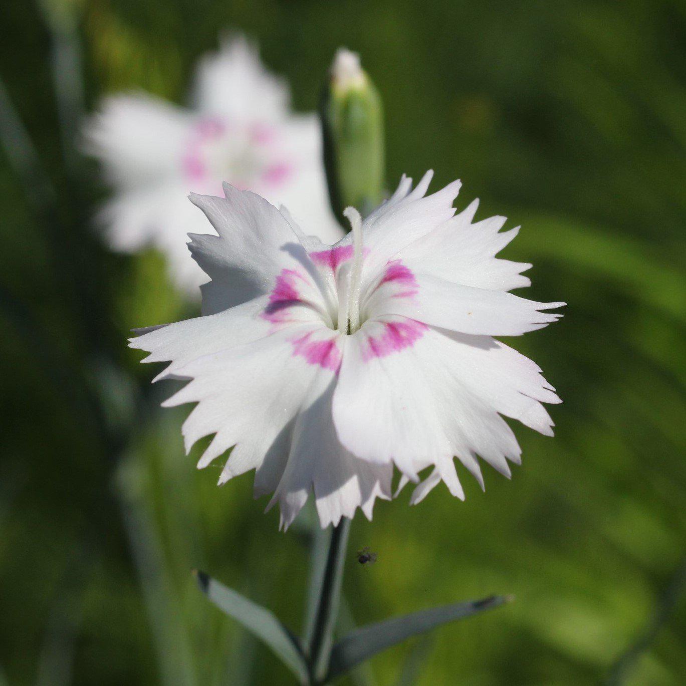 Dianthus x 'KLEDG14174' ~ EverLast™ White+Eye Dianthus - Delivered By ServeScape