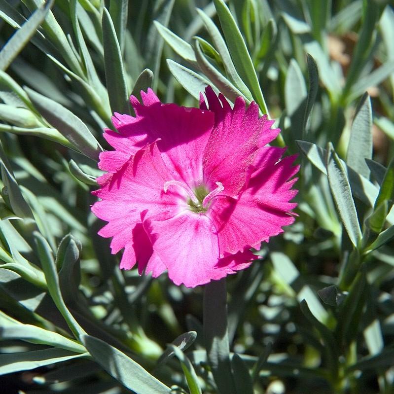 Dianthus x 'Neon Star' ~ Neon Star Dianthus-ServeScape