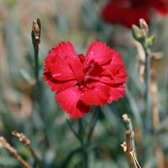 Dianthus x allwoodii 'Frosty Fire' ~ Frosty Fire Dianthus-ServeScape