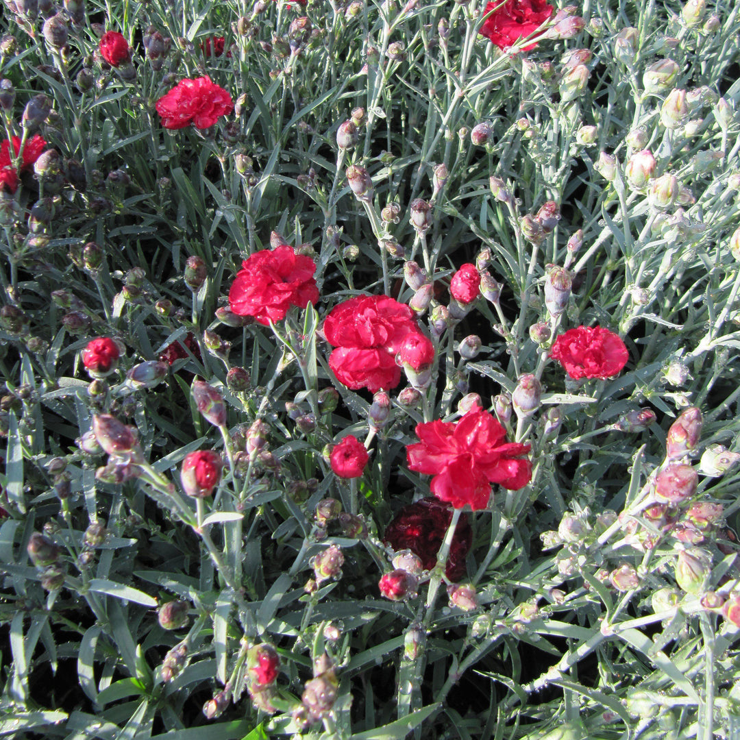 Dianthus x allwoodii 'Frosty Fire' ~ Frosty Fire Dianthus-ServeScape