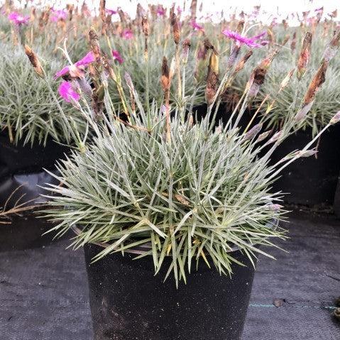 Dianthus gratianapolitanus 'Firewitch' ~ Firewitch Dianthus, Cheddar Pink-ServeScape