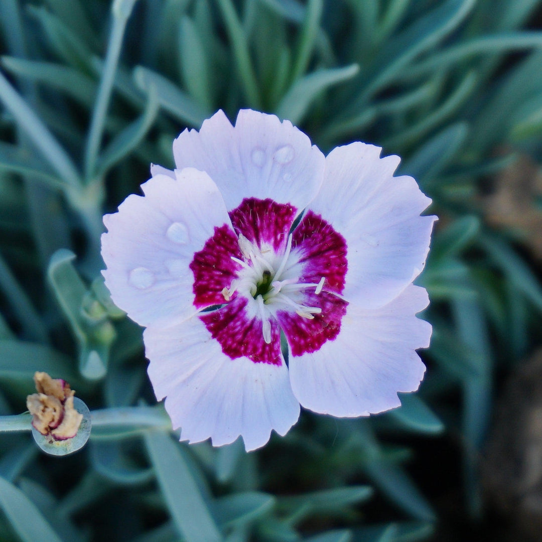 Dianthus 'KonD1400K6' ~ Mountain Frost™ Ruby Snow Dianthus-ServeScape