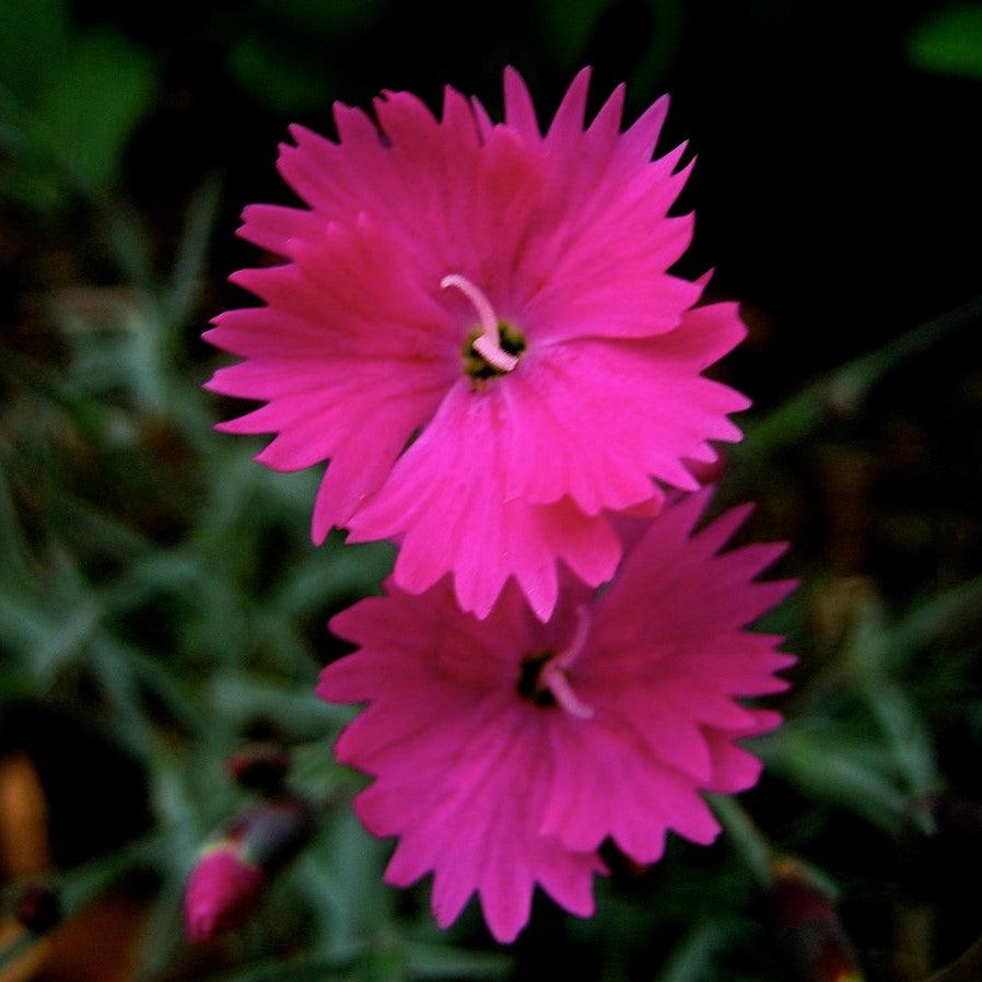 Dianthus 'Uribest52' PP #28,239 Vivid™ Bright Light ~ Vivid™ Bright Light Dianthus-ServeScape