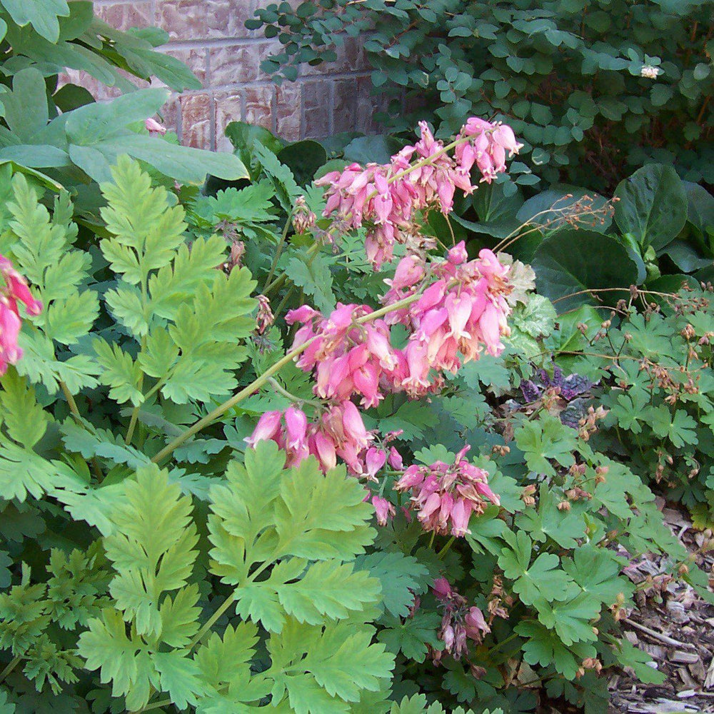 Dicentra eximia ~ Bleeding Heart-ServeScape