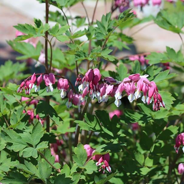 Dicentra eximia ~ Bleeding Heart-ServeScape