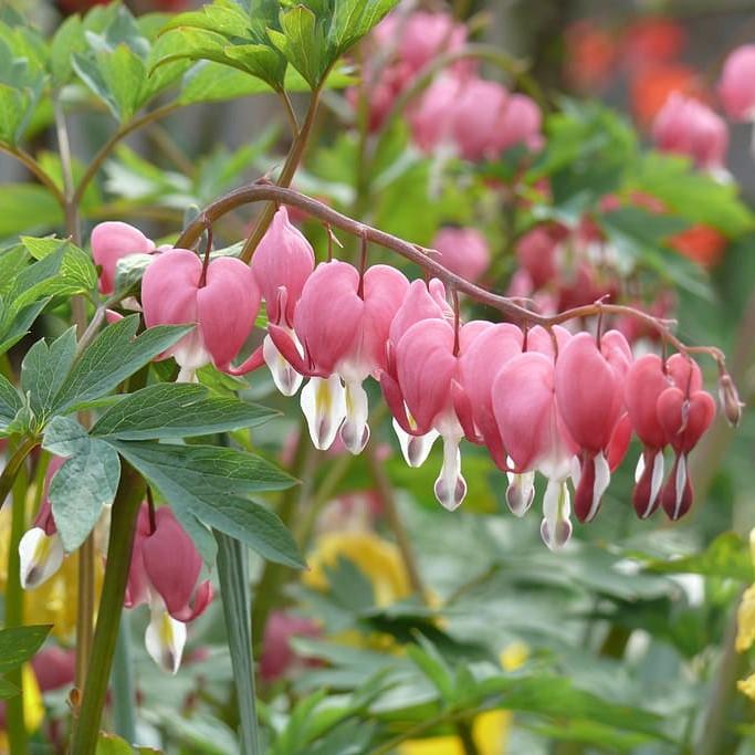 Dicentra eximia ~ Bleeding Heart-ServeScape