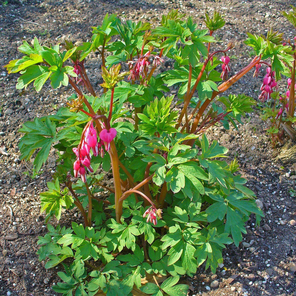 Dicentra spectabilis ~ Bleeding Heart-ServeScape
